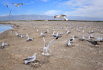 Breeding colony of California gull (Larus californicus) San Francisco Bay, USA, SFBBO Gull Count, May 2009