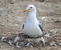 California gull (Larus californicus) at nest with eggs, San Francisco Bay, USA, SFBBO Gull Count, May 2009