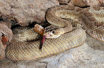 Mohave rattlesnake (Crotalus scutulatus) with tongue exposed, captive, from USA and Mexico