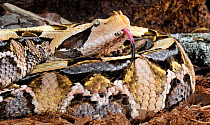 Gaboon viper (Bitis gabonica) with tongue exposed, captive, from Africa