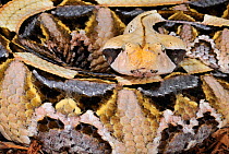 Gaboon viper (Bitis gabonica) showing cryptic markings, captive, from Africa