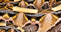 Gaboon viper (Bitis gabonica) showing cryptic markings, captive, from Africa