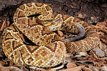 Brazilian rattlesnake (Crotalus durissus terrificus) captive, from South America