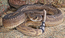 Striped western diamondback rattlesnake (Crotalus atrox) captive, from USA