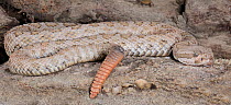 Midget faded rattlesnake (Crotalus oreganus concolor) captive, from USA