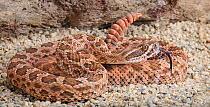 Hopi rattlesnake (Crotalus viridis nuntius) showing tongue and rattle, captive, from SW USA