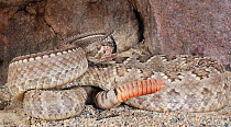 Striped mohave rattlesnake (Crotalus scutulatus spp) showing rattle, captive, from USA