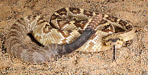 Black tailed rattlesnake (Crotalus molossus) captive, from SW USA and Mexico