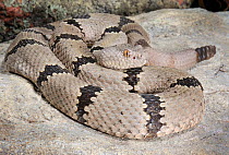 Banded rock rattlesnake (Crotalus lepidus klauberi) captive, from SW USA and Mexico