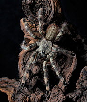 Salem ornamental tree spider (Poecilotheria formosa) mature male, captive, from India