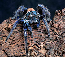 Greenbottle blue tarantula (Chromatopelma cyaneopubescens) female, captive, from Venezuela