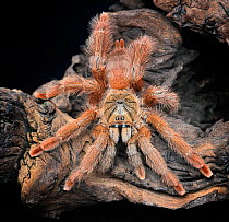 Orange tree spider (Tapinauchenius gigas) captive, from Central America