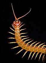 Malaysian giant centipede (Scolopendra ssp) from SE Asia