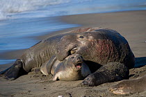 Northern elephant seals (Mirounga angustirostris) mating pair and calf, San Simion, California, USA