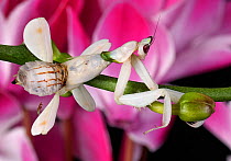 Orchid mantis (Hymenopus coronatus) camouflaged on orchid flower, captive, from SE Asia