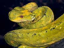 Green tree python (Morelia viridis) captive, from SE Asia and Australia