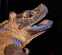 Sailfin water dragon (Hydrosaurus pustulatus) captive, from SE Asia