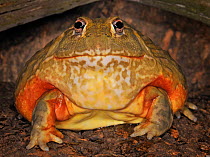Giant pixie frog / African bullfrog (Pyxicephalus adspersus) captive, from Africa