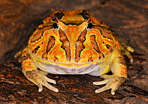 Chacoan horned / albino pacman frog (Ceratophrys cranwelli) captive, from Argentina