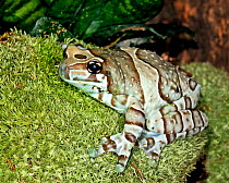 Amazon milk frog (Phrynohyas resinifectrix) captive, from South America