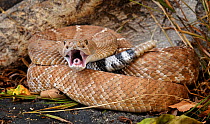 Red diamond rattlesnake (Crotalus ruber) mouth open exposing fangs and poison duct, captive, from southern USA and Mexico