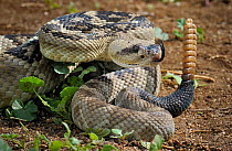Black-tailed rattlesnake (Crotalus molossus) coiled with tongue exposed and ready to strike, rattling tail, captive, from USA