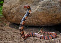 Cape coral snake / coral cobra (Aspidelaps lubricus lubricus) head raised in strike posture, captive, from southern Africa