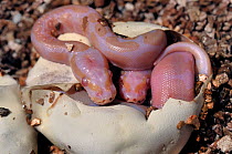 Ball python (Python regius) albino morphs hatching.