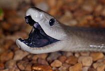 Black mamba (Dendroaspis polylepis) with mouth open and fangs exposed, captive, from Africa