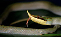 Rhino rat snake / Vietnamese long nosed snake (Rhynchophis boulengeri) captive, from Asia