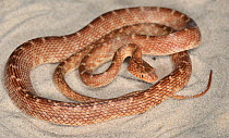 Arabian cat snake (Telescopus dhara) on sand, captive, from Arabia