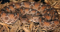 Egyptian saw scaled viper (Echis pyramidum) captive, from N Africa