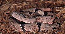 Banded rock rattlesnake (Crotalus lepidus klauberi) captive, from USA