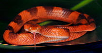Banded tree / Tropical flat snake (Siphlophis compressus) captive, from South America