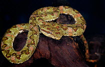 Eyelash viper (Bothriechis / Bothrops schlegelii) captive, from Central and South America