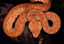 Eyelash viper (Bothriechis / Bothrops schlegelii) captive, from Central and South America