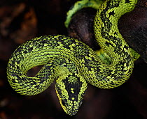 Guatemalan palm viper  (Bothriechis aurifer) captive, from South America