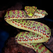 Beautiful Pit Viper (Trimeresurus venustus) body held up in coils, captive, from Asia