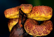 African bush viper (Atheris squamigera) captive, from Africa