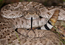 Western diamondback rattlesnake (Crotalus atrox) with tongue and rattle exposed, USA