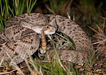 Western diamondback rattlesnake (Crotalus atrox) in habitat, USA