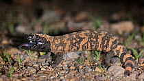 Gila monster (Heloderma suspectum) in habitat, USA