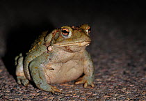 Sonoran desert toad (Bufo alvarius) USA