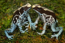 Powder blue dart frog (Dendrobates tinctoruis) pair, captive, from Central America