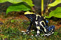 Suriname cobalt poison dart frog (Dendrobates tinctoruis) captive, from Central America