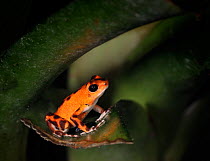 Strawberry poison arrow frog (Dendrobates pumilio bastimentos) captive, from Central America