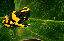 Yellow banded / bumble bee poison dart frog (dendrobates leucomelas) captive, from Central america