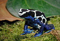 White oyapak poison dart frog (Dendrobates tinctorius) captive, from Central America