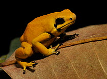 Golden poison dart frog (Phyllobates terribilis) captive, from Central America
