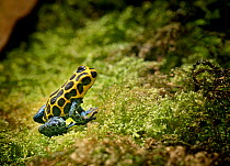 Poison dart frog (Dendrobates imitator)  captive, from Central America